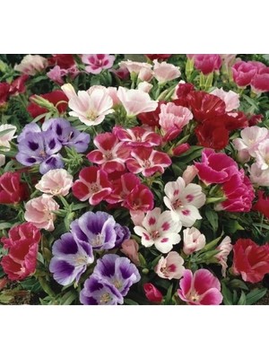 Hakay Godetya F1 Tohumu - Karışık Bahçe Açelyası (10 Tohum)