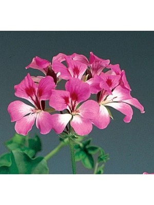 Hakay Kırmızı Beyaz Renkli Sakız Sardunya Tohumu (3 Tohum)