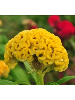 Hakay Sarı Horoz Ibiği F1 Tohumu (25 Adet)