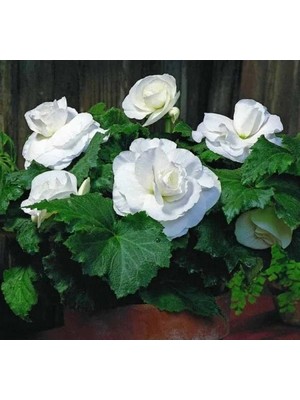 Hakay Katmerli Begonya Tohumu - Beyaz - 5 Adet