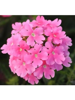 Hakay Pembe Mine Çiçeği Tohumu (Sarkan Dallanan) - 10 Adet