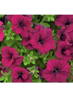Hakay Iri Çiçekli Bordo Petunya Tohumu - 15 Adet