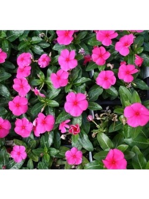 Hakay Renkli Rozet Çiçeği Tohumu (Çok Dallanan) - 15 Tohum