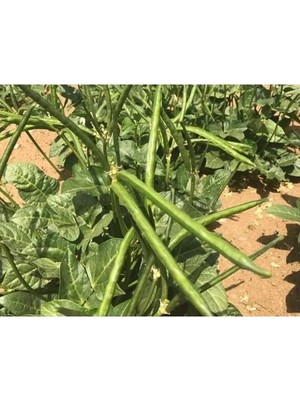 Hakay Doğal Börülce Tohumu - 1 Paket