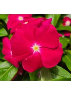 Hakay Cranbery Rozet Çiçeği F1 Tohumu - 40 Adet