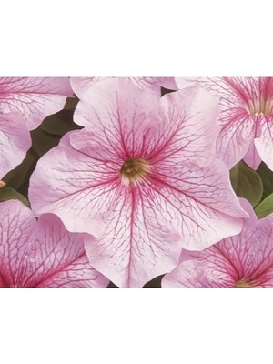 Hakay Açık Pembe Petunya Tohumu - 20 Tohum