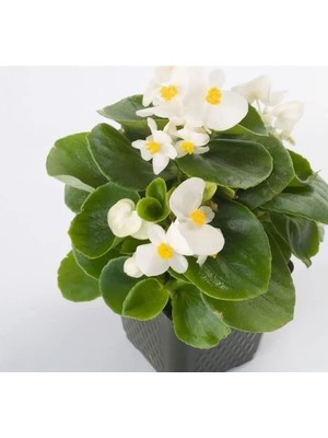 Hakay Şeker Begonya Tohumu (Iri Çiçek, Beyaz) - 25 Adet