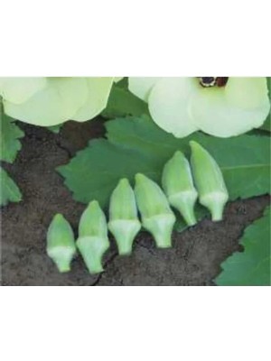 Hakay Aksel Japon Bamya Tohumu - 10 Gram