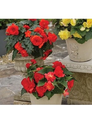 Hakay Katmerli Kırmızı Begonya Tohumu - 5 Adet