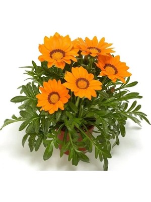 Hakay Turuncu Gazanya F1 Tohumu - 10 Adet