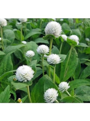 Hakay Beyaz Medine Düğmesi F1 Tohumu (50 Tohum)