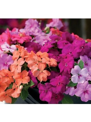 Hakay Karışık Renkli Cam Güzeli Tohumu (Büyük Çiçekli) - 8 Tohum