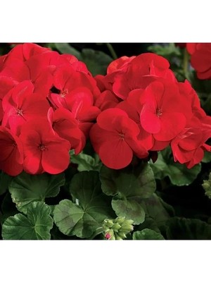 Hakay Kırmızı Renkli Büyük Top Çiçekli Sardunya Tohumu - 5 Adet