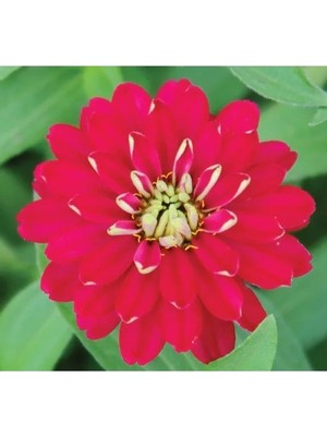 Hakay Kırmızı Kirli Hanım F1 Tohumu - 10 Tohum