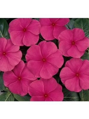 Hakay Punch Rozet Çiçeği F1 Tohumu - 40 Adet