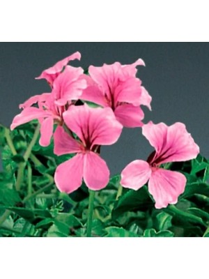 Hakay Pembe Sakız Sardunya Tohumu - 3 Adet