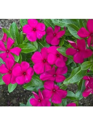 Hakay Leylak Renkli Rozet Çiçeği Tohumu - 15 Tohum