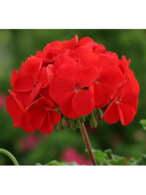 Hakay Kırmızı Gül Sardunya F1 Tohumu - 10 Tohum