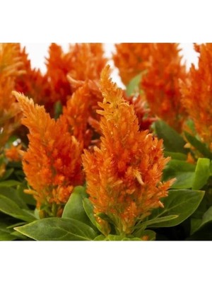 Hakay Turuncu Tüy Horoz Ibiği F1 Tohumu (75 Tohum)