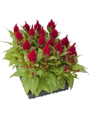 Hakay Kırmızı Horoz Ibiği Tohumu - 40 Tohum