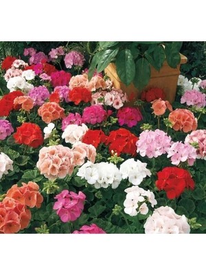 Hakay Karışık Renkli Büyük Top Çiçekli Sardunya Tohumu - 5 Adet