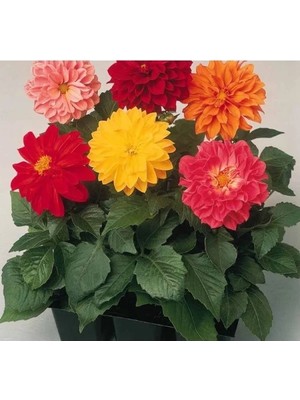 Hakay Karışık Renkli Bodur Mini Çiçekli Yıldız Dahlia Tohumu - 5 Tohum