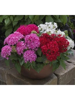 Hakay Bodur Pentas Çiçeği Tohumu - Karışık Renkler, 5 Tohum