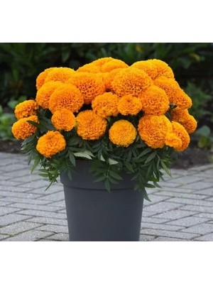 Hakay Turuncu Renkli Kadife Çiçeği Tohumu (Büyük Çiçek) - 10 Tohum