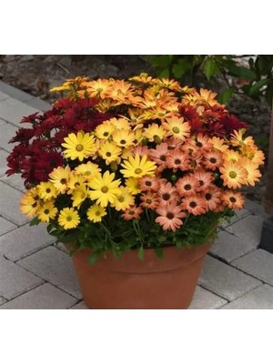 Hakay Turuncu ve Kırmızı Renkli Bodrum Papatyası Tohumu - 5 Adet