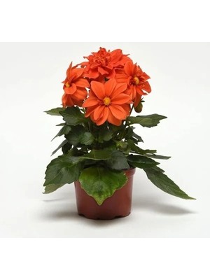 Hakay Turuncu Renkli Bodur Çok Çiçekli Yıldız Çiçeği Tohumu - 10 Adet