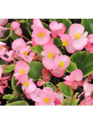 Hakay Pembe Renkli Şeker Yeşil Yaprak Begonya Tohumu - 40 Adet