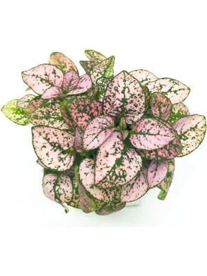 Hakay Pembe Çilli Yaprak Çiçeği F1 Tohumu - 30 Tohum