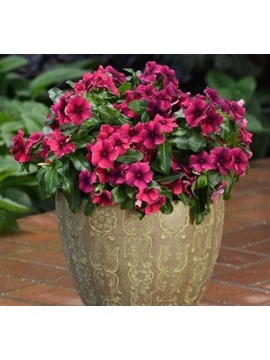 Hakay Siyah Mor Renkli Tattoo Serisi Rozet Çiçeği Tohumu (5 Tohum)