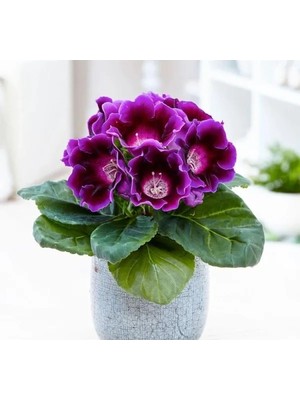 Hakay Katmerli Büyük Mor Bardak Menekşesi Tohumu - 5 Adet