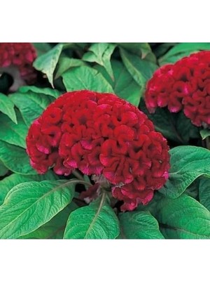 Hakay Kırmızı Horoz Ibiği Balta Tohumu (20 Tohum)