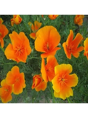 Hakay Acem Lalesi Tohumu - 100 Adet