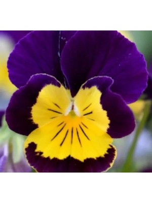 Hakay Sarı Lacivert Menekşe Çiçeği Tohumu - Bahçenizi Renklendirin