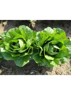 Hakay Yedikule Marul Tohumu - 10 Gram