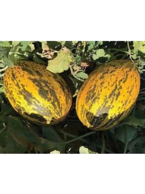 Hakay Kırkağaç Kavun Tohumu - 10 gr Paket