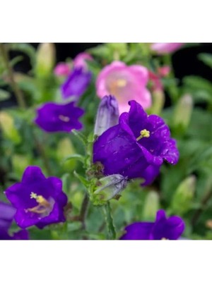 Hakay Mini Mavi Renkli Çan Çiçeği Tohumu - 5 Adet