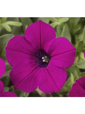 Hakay Mürdüm Renkli Iri Çiçekli Bodur Petunya Tohumu - 15 Tohum