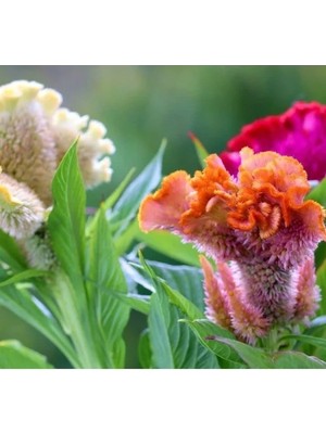 Hakay Horoz Ibiği (Balta) Çiçeği Tohumu - 10 Adet