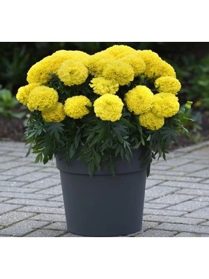 Hakay Sarı Renkli Kadife Çiçeği Tohumu - Büyük Çiçek - 10 Adet