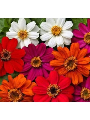 Hakay Kirli Hanım Zinnia Tohumu (Mini Çiçekli, Karışık Renkli) - 5 Adet