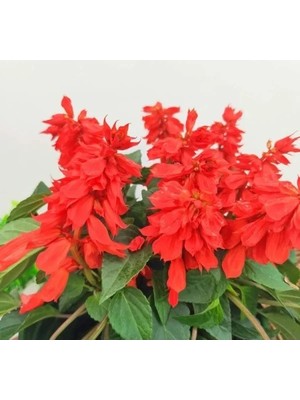 Hakay Kırmızı Ateş Çiçeği - Salvia F1 Tohumu - 30 Adet