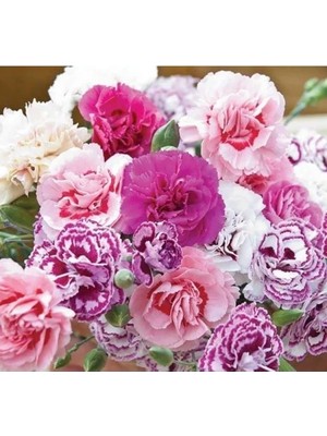 Hakay Osmanlı Karanfil Çiçeği Tohumu - 10 Adet