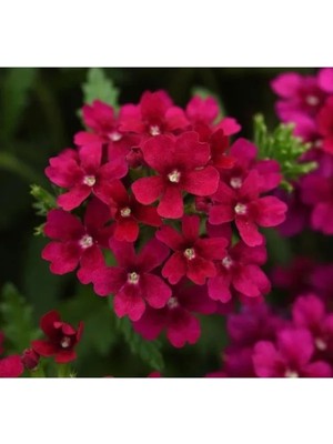 Hakay Bordo Renkli Mine Çiçeği (Sarkan Çok Dallanan) Tohumu - 10 Adet