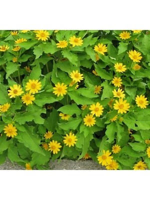 Hakay Sarı Renkli Madalyon Çiçeği Tohumu - 5 Adet - Çok Çiçekli