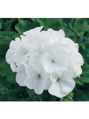 Hakay Beyaz Gül Sardunya F1 Tohumu - 10 Adet