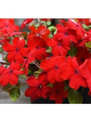 Hakay Büyük Çok Çiçekli Kırmızı Cam Güzeli Tohumu - 10 Adet